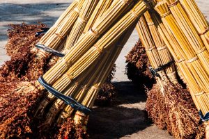 sorghum1 (1)
